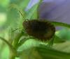 Sciocoris sp.